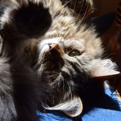 Ma fée chat Anicha décoration